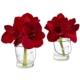 Vibrant Amaryllis in Glass Vase (Set of 2)