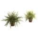 Captivating Fern w-Decorative Planter (Set of 2)