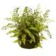 Dazzling Mixed Fern w-Twig and Moss Basket