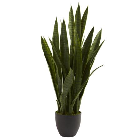 Exquisite Sansevieria w-Black Planter