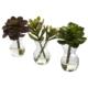 Gorgeous Succulent Arrangements (Set of 3)