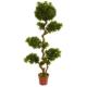 Exquisite 5' Pittosporum UV Resistant (Indoor-Outdoor)