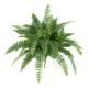 Dazzling Boston Fern (Set of 2)