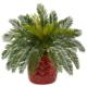 Stunning Cycas in Red Ceramic Planter