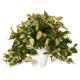 Dazzling Hoya plant in White Ceramic Vase