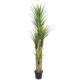 Stunning Dracaena Artificial Plant