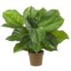 Beautiful Large Leaf Philodendron Silk Plant (Real Touch)