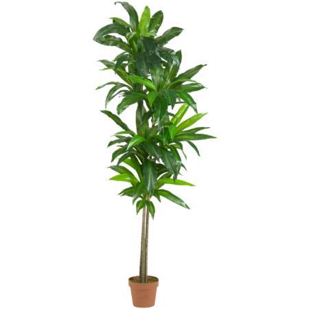 Dazzling 6' Dracaena Silk Plant (Real Touch)