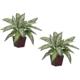 Beautiful Silver Queen Silk Plant (Set of 2)