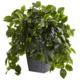 Beautiful Hanging Pothos w-Slate Planter UV Resistant (Indoor-Outdoor)