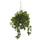 Captivating Pothos Hanging Basket UV Resistant (Indoor-Outdoor)