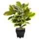 Gorgeous Variegated Rubber Leaf with Planter