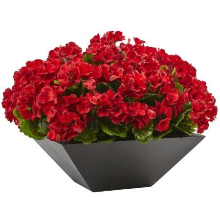 Captivating Geranium with Black Planter UV Resistant (Indoor-Outdoor)