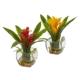 Radiant Bromeliad with Vase Arrangement (Set of 2)