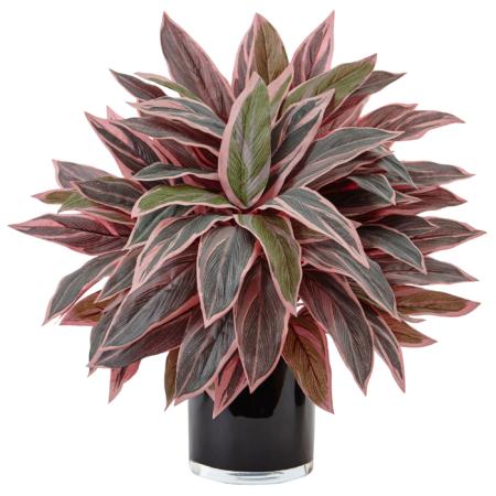 Stunning Caladium in Black Glossy Planter