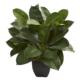 Stunning Oak Ficus Artificial Plant