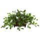 Beautiful Mix Stephanotis Artificial Plant in Decorative Planter