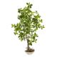 Beautiful 4' Schefflera Bonsai Artificial Plant in Planter