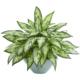 Captivating Silver Queen Artificial Plant in Green Vase