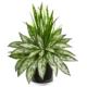 Beautiful Silver Queen and Grass Artificial Plant in Black Vase