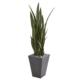 Captivating 57" Sansevieria Artificial Plant in Slate Planter