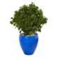 Beautiful 32" Peperomia Artificial Plant in Blue Planter UV Resistant (Indoor-Outdoor)