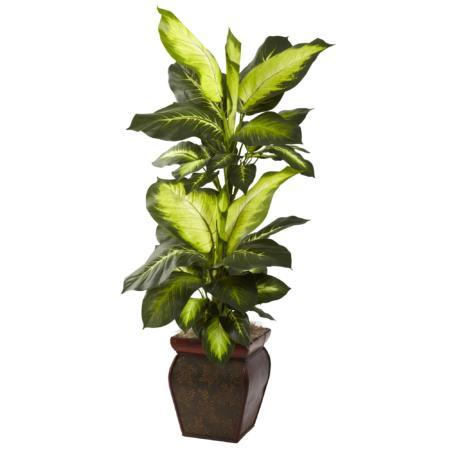 Captivating Golden Dieffenbachia w-Decorative Planter