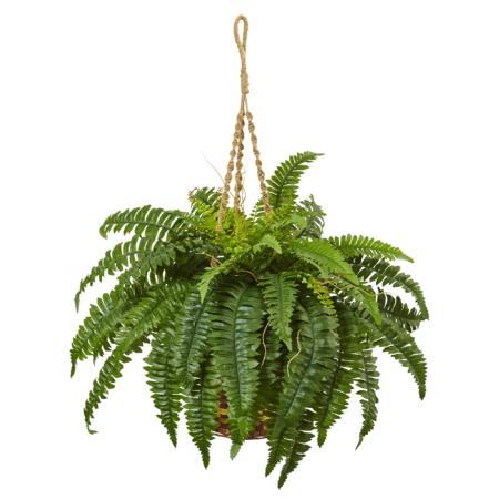 Dazzling Boston Fern Hanging Basket