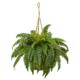 Dazzling Boston Fern Hanging Basket