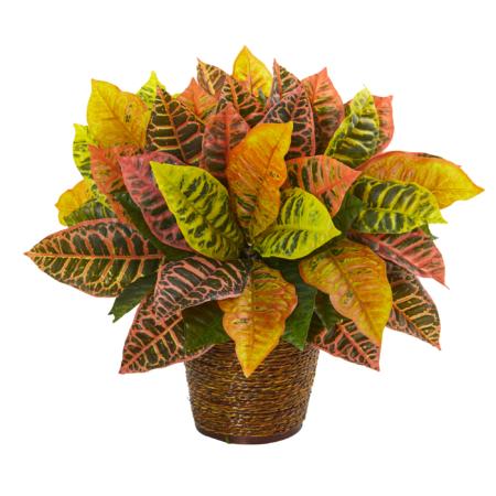 Radiant 17" Garden Croton Artificial Plant in Basket (Real Touch)