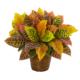 Radiant 17" Garden Croton Artificial Plant in Basket (Real Touch)