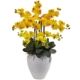 Vibrant Phalaenopsis Orchid with White Planter