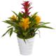 Radiant Bromeliad in White Swirl Vase