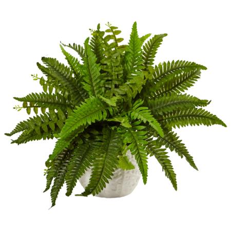 Stunning Boston Fern in White Planter