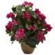 Captivating Bougainvillea w-Ceramic Vase