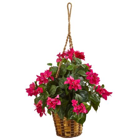 Vibrant Bougainvillea in Hanging Basket