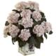 Beautiful Hydrangea w-Large Floral Planter