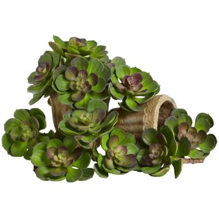 Stunning 5" Echeveria Succulent Plant (Set of 12)