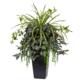 Stunning Wandering Jew and Spider Plant in Black Planter