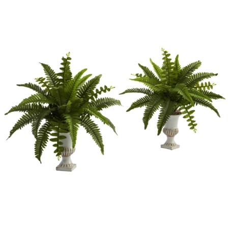 Beautiful Boston Fern with Urn (Set of 2)