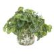 Stunning Watermelon Peperomia Artificial Plant in Vase (Real Touch)