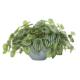 Stunning 19" Watermelon Peperomia Artificial Plant in Green Vase (Real Touch)