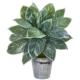 Beautiful 24" Silver Aglaonema Artificial Plant in Decorative Bucket (Real Touch)