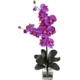 Double Giant Phalaenopsis w-Vase