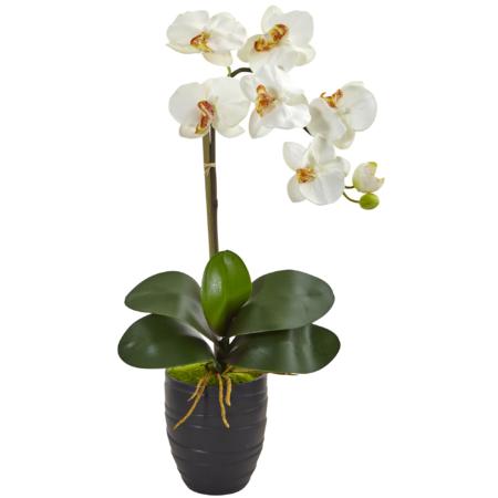 Beautiful 22.5" Phalaenopsis Orchid in Black Vase Cream