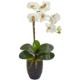 Beautiful 22.5" Phalaenopsis Orchid in Black Vase Cream