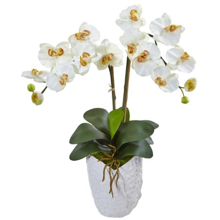 Stunning 23" Double Phalaenopsis Orchid in White Vase Cream