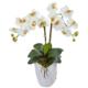 Stunning 23" Double Phalaenopsis Orchid in White Vase Cream