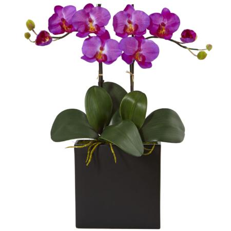 Vibrant 18.5" Double Mini Phalaenopsis in Black Vase Orchid