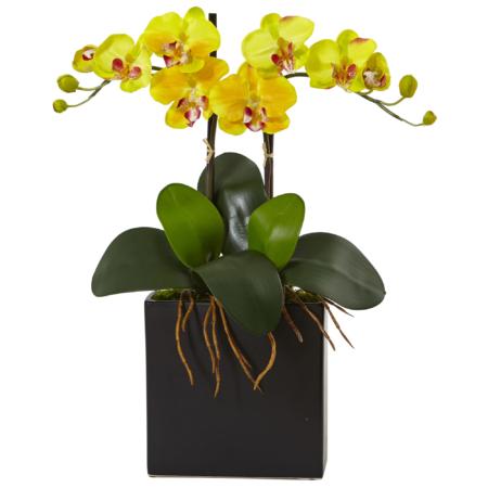 Radiant 18.5" Double Mini Phalaenopsis in Black Vase Yellow